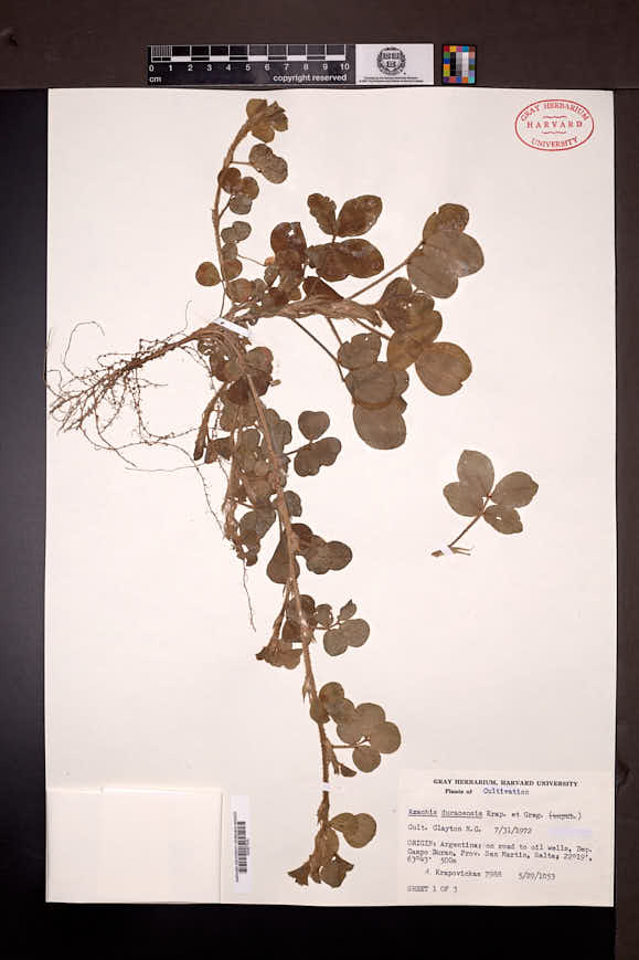 Arachis duranensis image