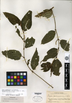 Piper palmasanum image