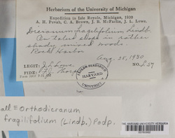 Dicranum fragilifolium image