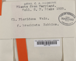 Cladonia floridana image