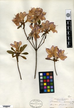 Rhododendron yedoense image