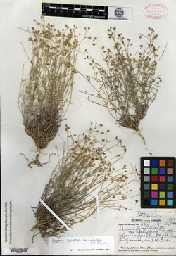 Image of Drymaria coahuilana