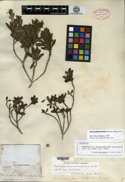 Image of Mazaea phialanthoides