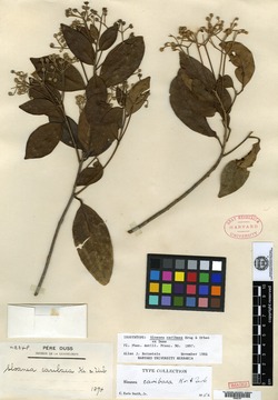 Image of Sloanea caribaea