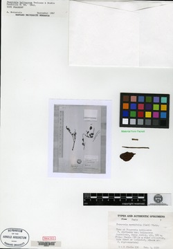 Peperomia nigropunctata image