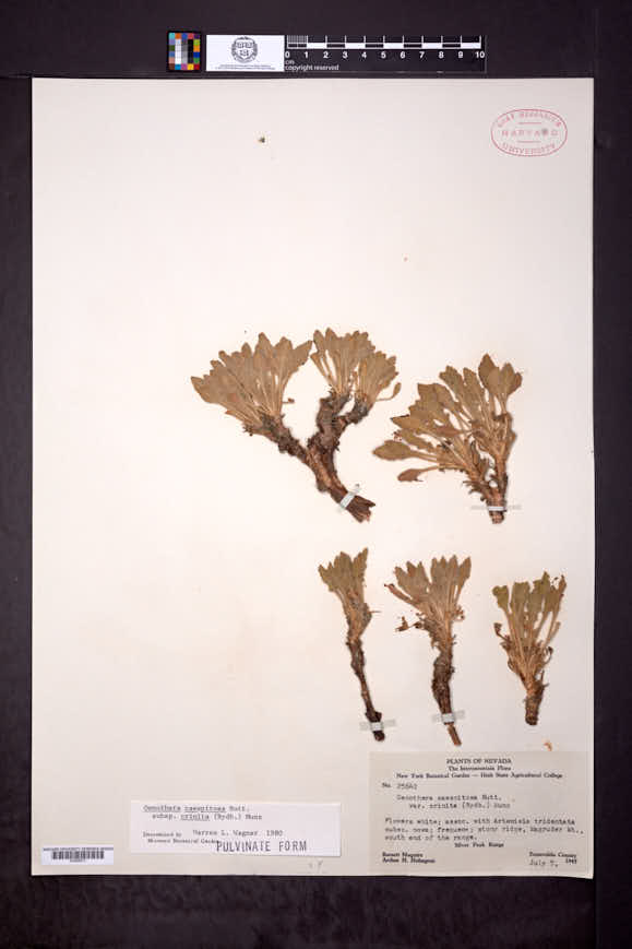Oenothera cespitosa subsp. crinita image