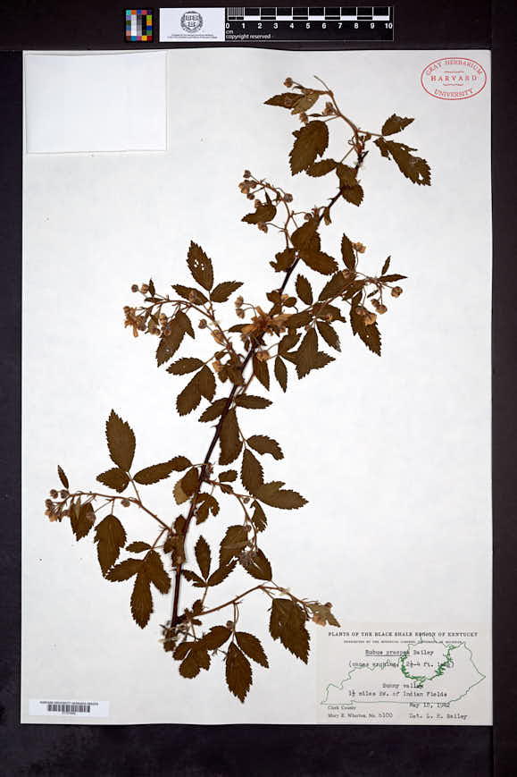 Rubus praepes image