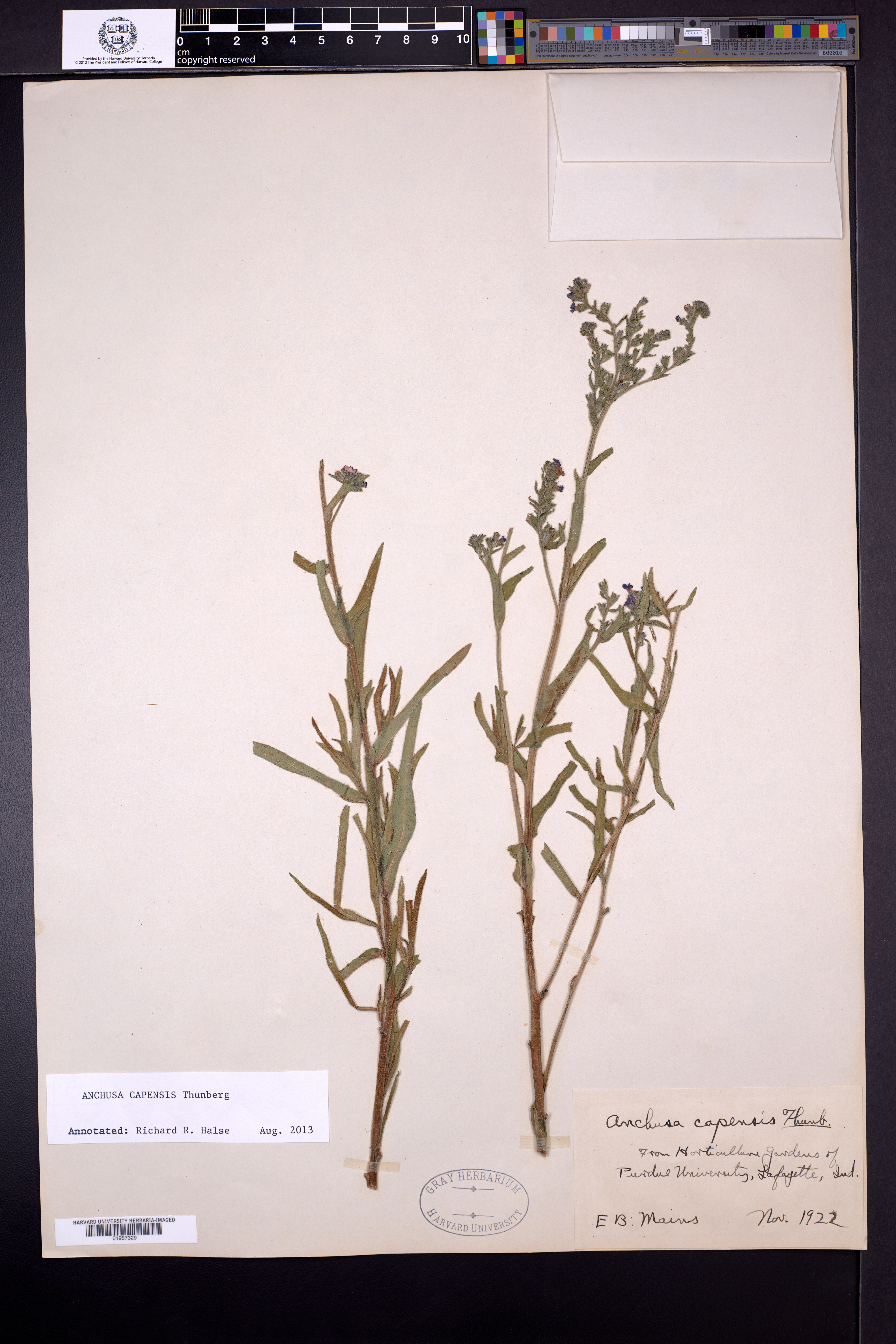 Anchusa capensis image