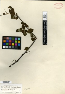 Image of Ceiba parvifolia