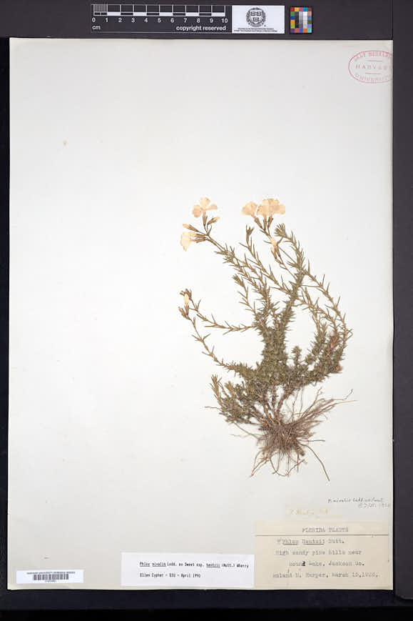Phlox nivalis subsp. hentzii image