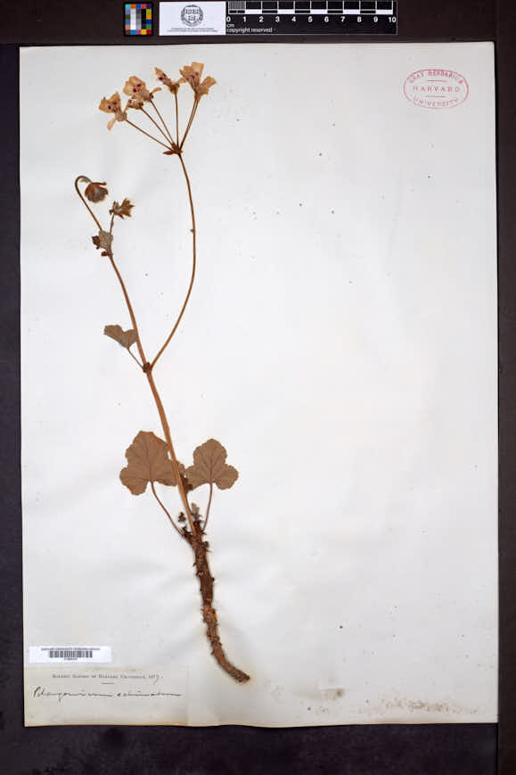 Image of Pelargonium echinatum