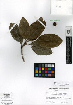 Image of Magnolia minor