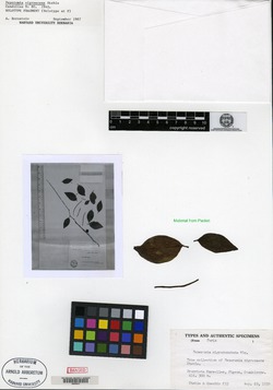 Peperomia nigropunctata image