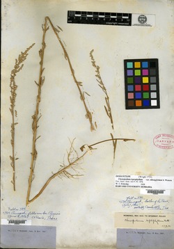 Chenopodium desiccatum image