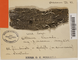 Cladonia coniocraea image