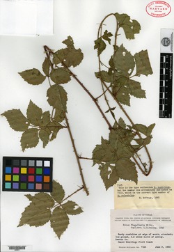 Image of Rubus austrinus