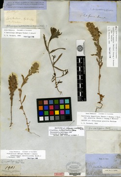 Orthocarpus castillejoides image