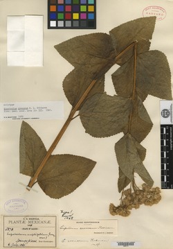 Image of Ageratina crenaea