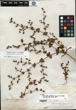 Chorizanthe perfoliata image