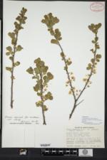 Prunus maritima var. gravesii image