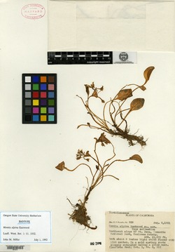 Image of Montia alpina