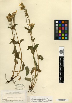 Image of Arnica gracilis