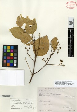 Image of Malpighia latifolia