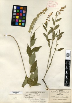 Image of Hebecarpa rivinifolia