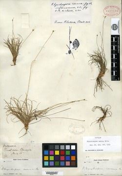 Image of Rhynchospora cernua