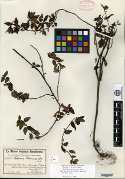 Image of Clinopodium selerianum