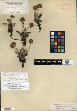 Image of Eriogonum chloranthum