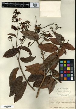 Image of Bronwenia acapulcensis
