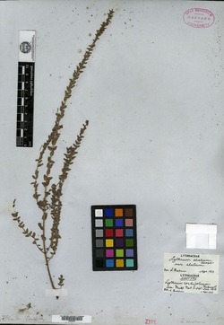 Image of Lythrum cordifolium