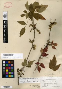 Image of Toxicodendron phaseoloides