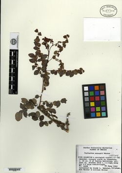 Image of Phyllanthus mcvaughii