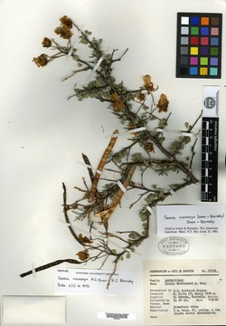 Image of Cassia monozyx