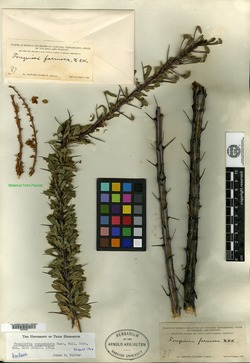 Fouquieria campanulata image