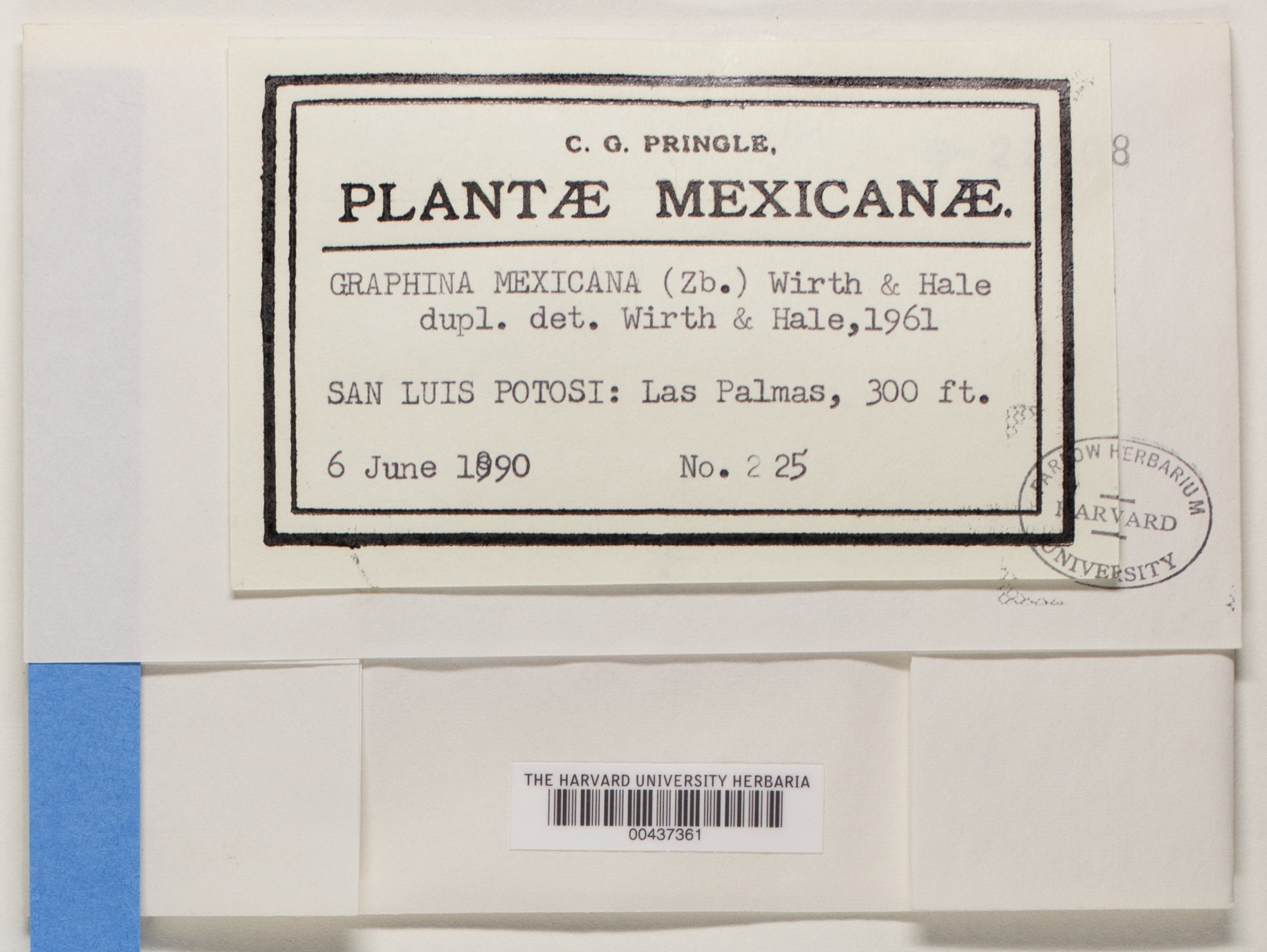 Fissurina mexicana image