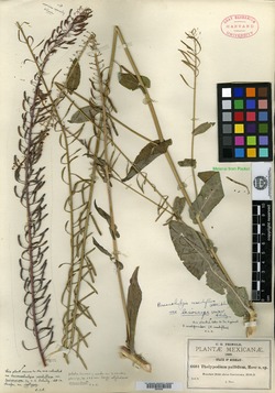 Romanschulzia arabiformis image