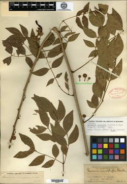 Leucaena macrophylla subsp. macrophylla image