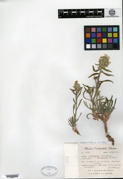 Oreocarya semiglabra image