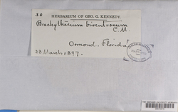 Brachythecium biventrosum image