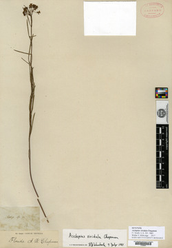 Asclepias viridula image