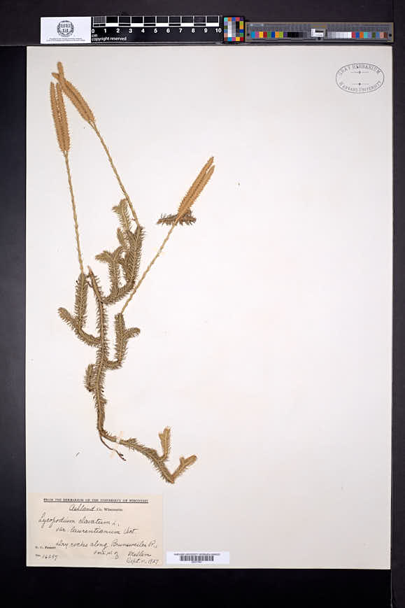 Lycopodium clavatum subsp. clavatum image