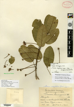 Image of Sloanea anoriensis