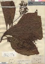 Image of Tournefortia filiflora