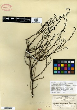 Seymeria integrifolia image