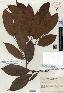 Image of Pouteria foveolata