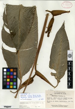 Image of Heliconia irrasa