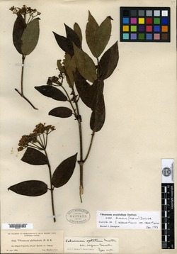 Viburnum blandum image